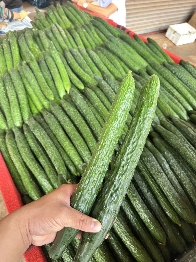 精品黄瓜青瓜密刺黄瓜新苗上市，大量供应超市、电商平台