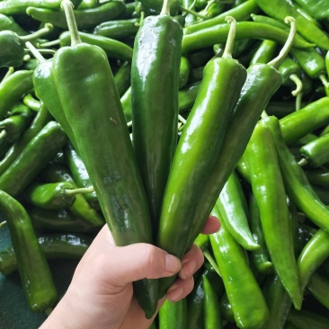 青皮辣椒货源充足品质好货量大从优价格可谈
