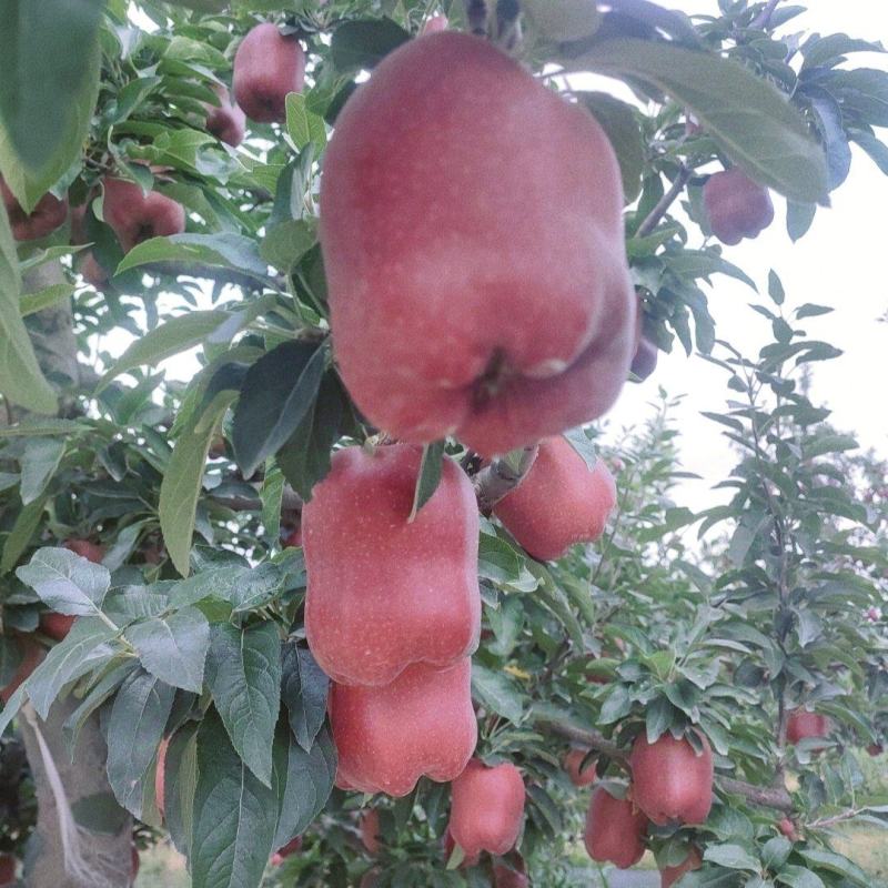 天水花牛苹果产园地直供货一手货源支持一件代发货
