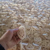 盐渍藕段，盐渍藕片，清水藕片，清水藕片原料，藕夹卤藕原料