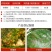 介朗-18%吡虫.噻嗪酮登记柑橘蚧壳虫
