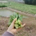 精品上海青油菜产地直发品质保证量大从优欢迎联系