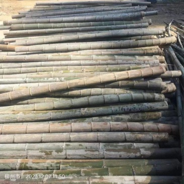 广西楠竹种植基地直发批发零售视频看货欢迎致电合作