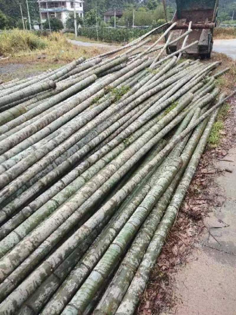 广西楠竹种植基地直发批发零售视频看货欢迎致电合作