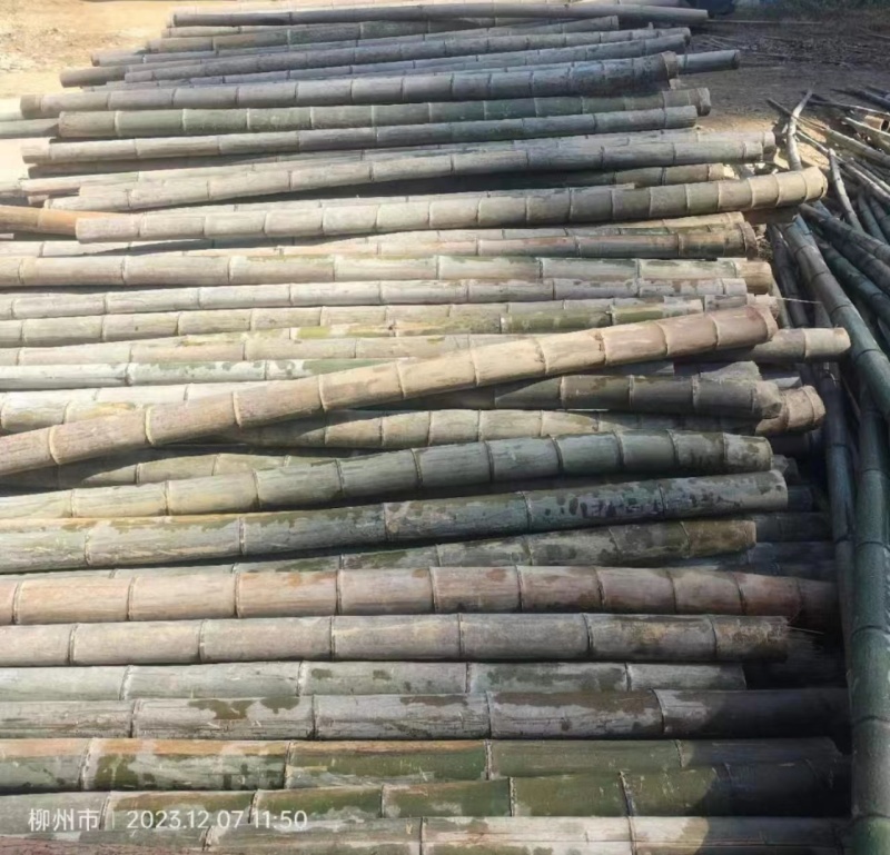 广西楠竹种植基地直发批发零售视频看货欢迎致电合作