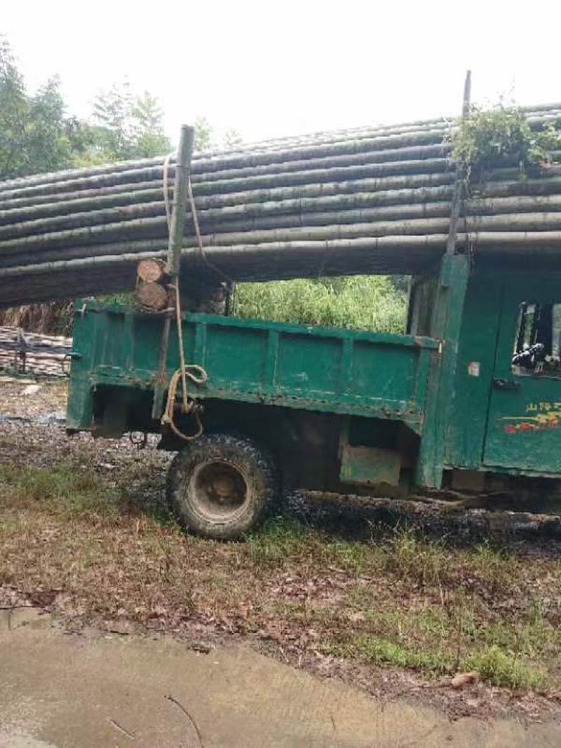 广西楠竹种植基地直发批发零售视频看货欢迎致电合作