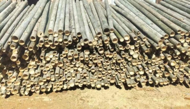 广西楠竹种植基地直发批发零售视频看货欢迎致电合作