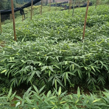 方竹苗精选优质品种产量高，食用方竹笋目前市场价格高。
