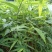 方竹苗精选优质品种产量高，食用方竹笋目前市场价格高。