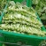 精品白菜苔大量上市品质保证量大从优欢迎联系