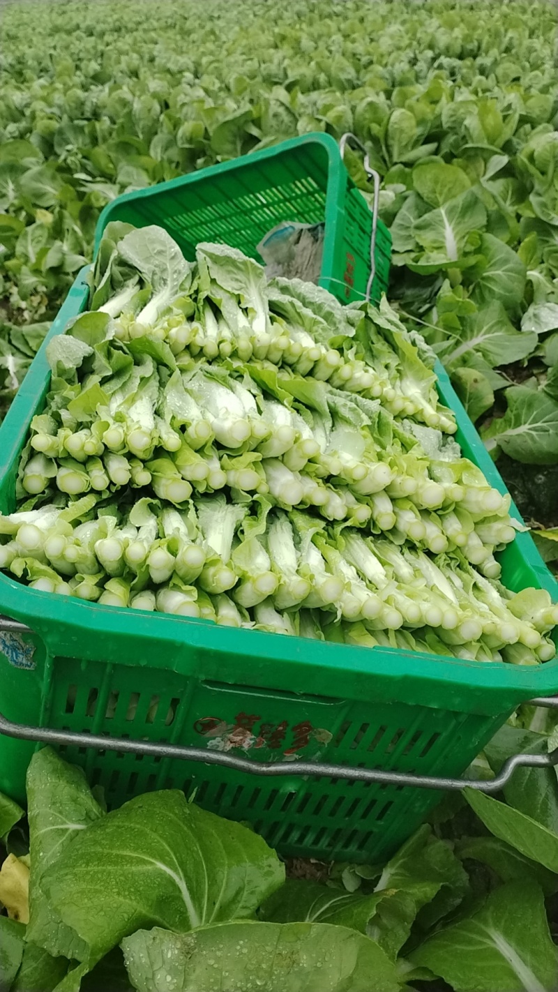 精品白菜苔大量上市品质保证量大从优欢迎联系