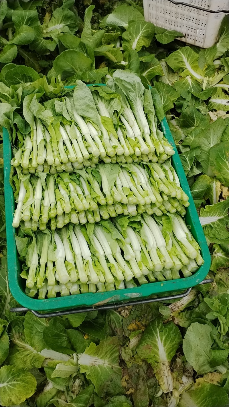 精品白菜苔大量上市品质保证量大从优欢迎联系