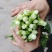 精品白菜苔大量上市品质保证量大从优欢迎联系
