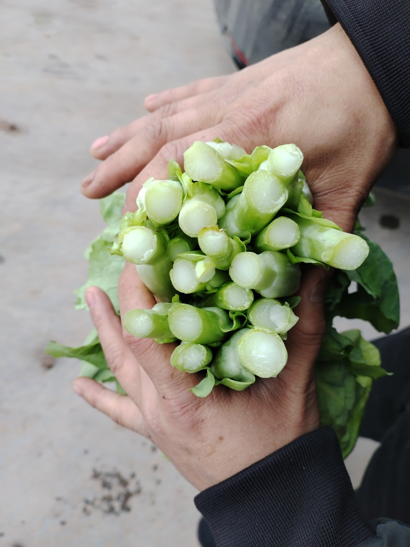 精品白菜苔大量上市品质保证量大从优欢迎联系