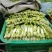 精品白菜苔大量上市品质保证量大从优欢迎联系