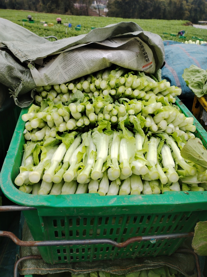 精品白菜苔大量上市品质保证量大从优欢迎联系