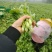 精品白菜苔大量上市品质保证量大从优欢迎联系