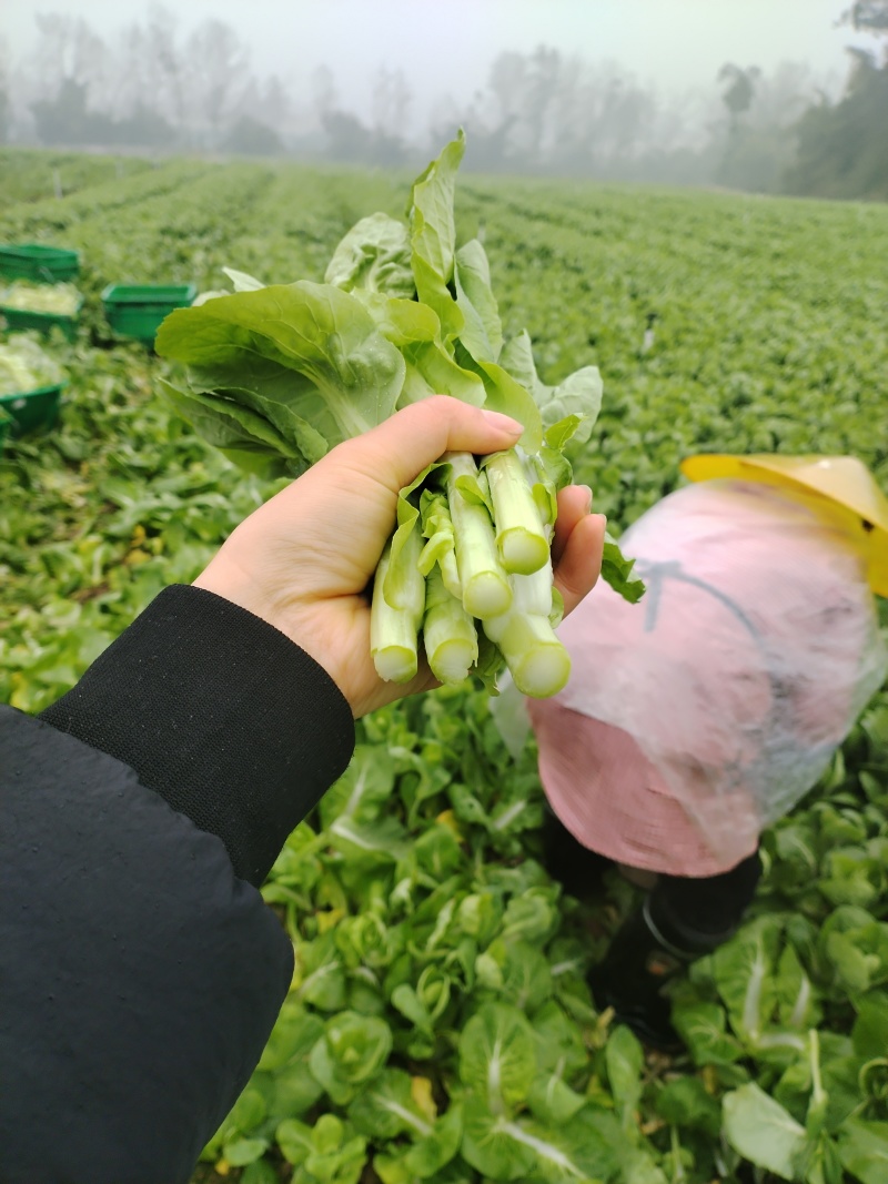 精品白菜苔大量上市品质保证量大从优欢迎联系