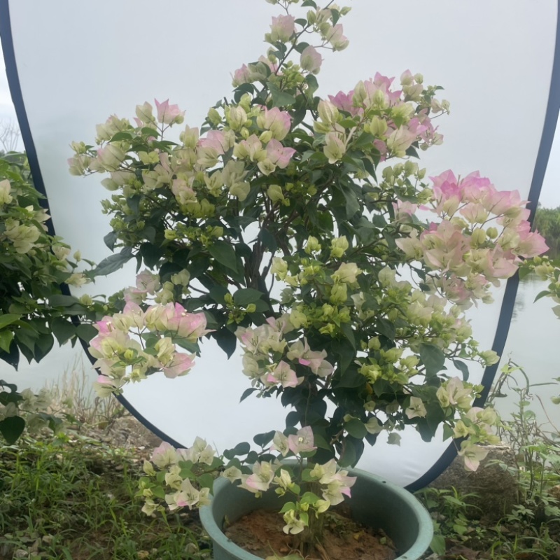 绿樱三角梅盆苗