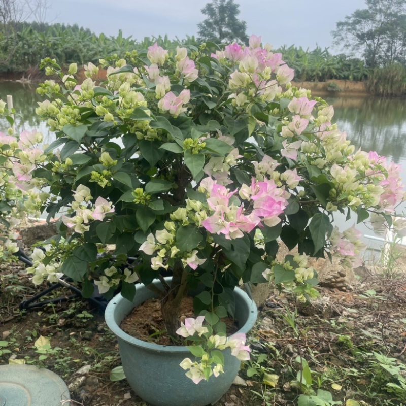 绿樱三角梅盆苗
