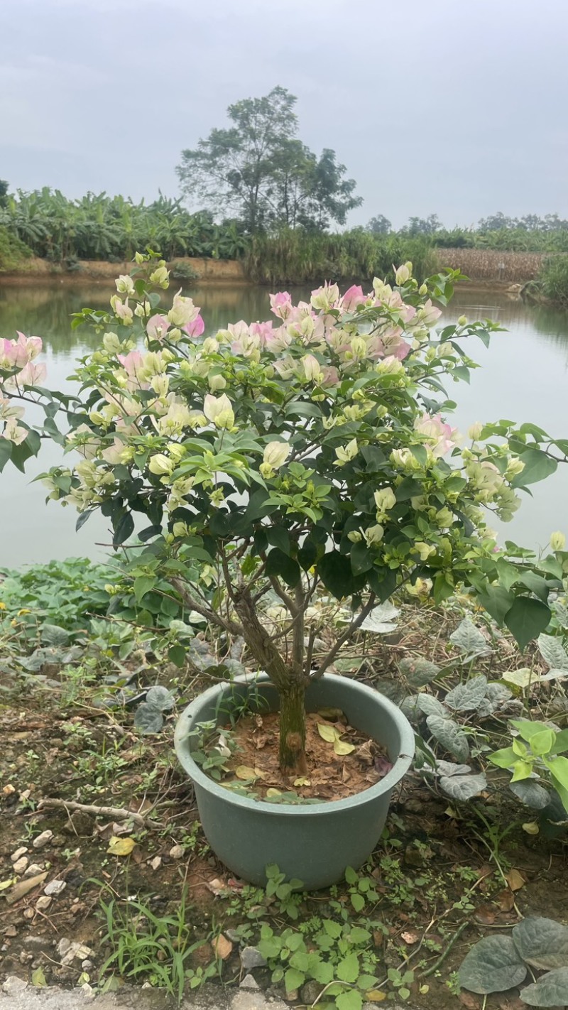 绿樱三角梅盆苗