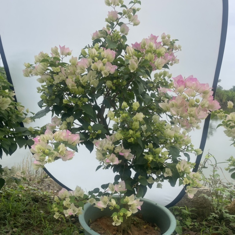 绿樱三角梅盆苗