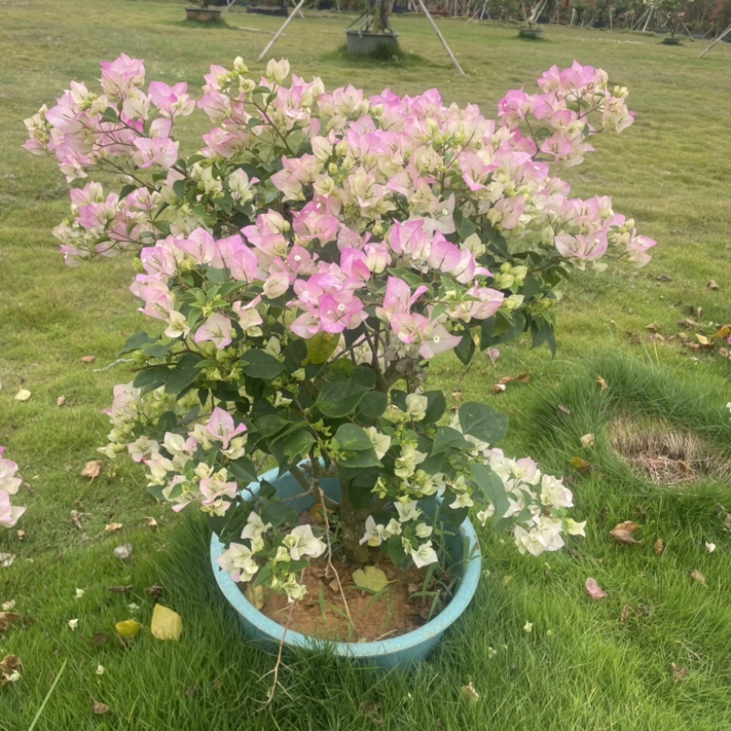 绿樱三角梅盆苗