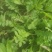 正宗野生荠菜，地菜，荠荠菜