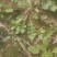 正宗野生荠菜，地菜，荠荠菜