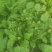 正宗野生荠菜，地菜，荠荠菜