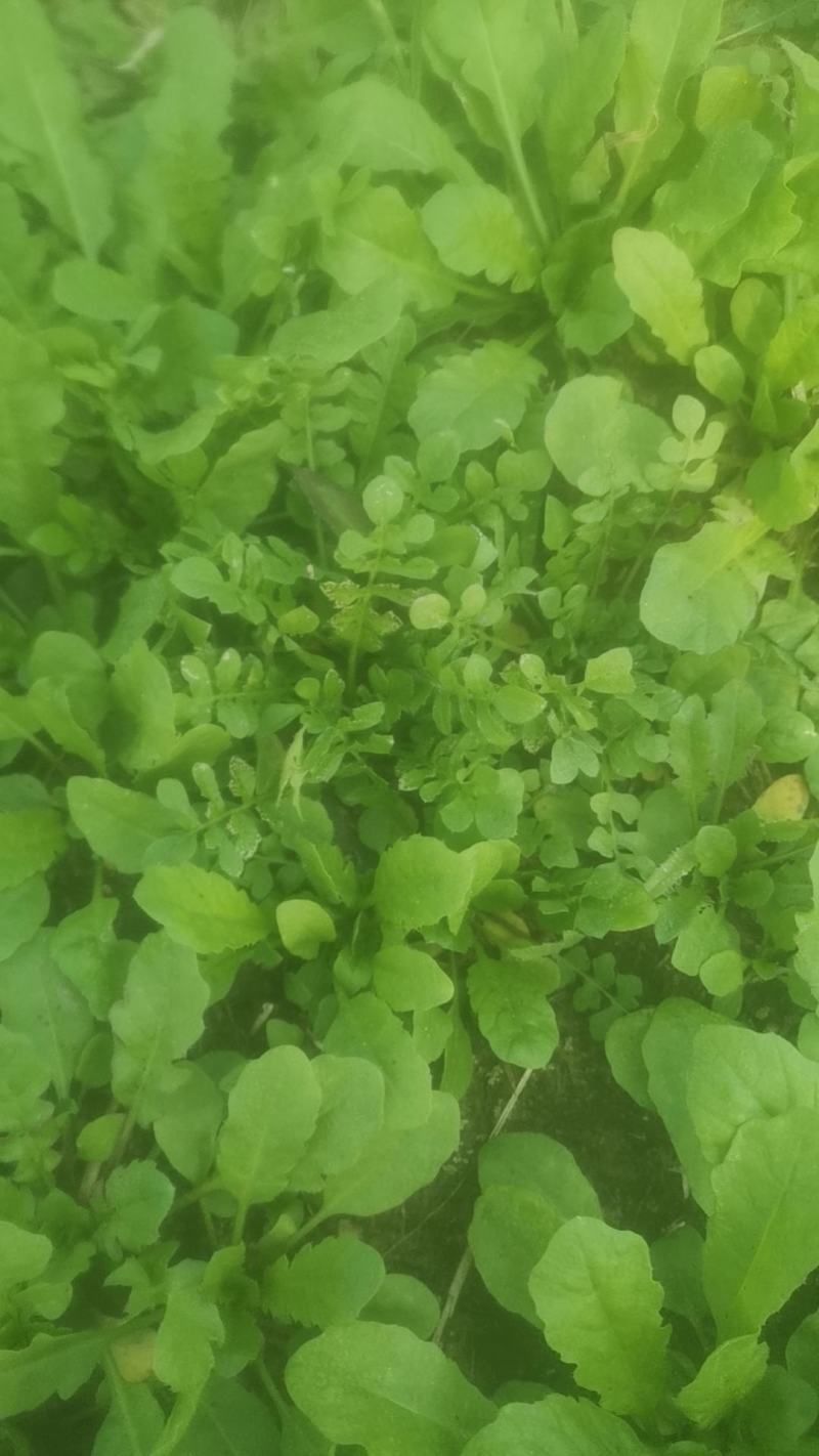 正宗野生荠菜，地菜，荠荠菜