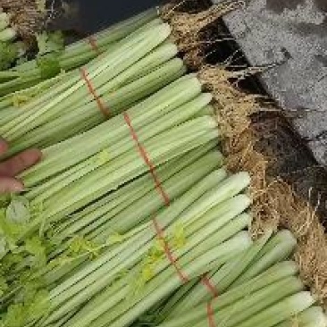 山东沂南精品割根芹菜，带根香芹新鲜供应颜色好看，优质优量
