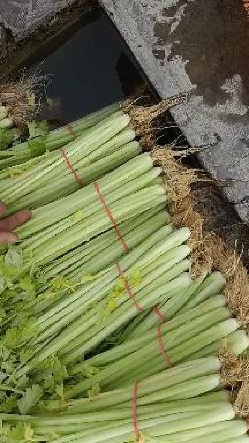 山东沂南精品割根芹菜，带根香芹新鲜供应颜色好看，优质优量