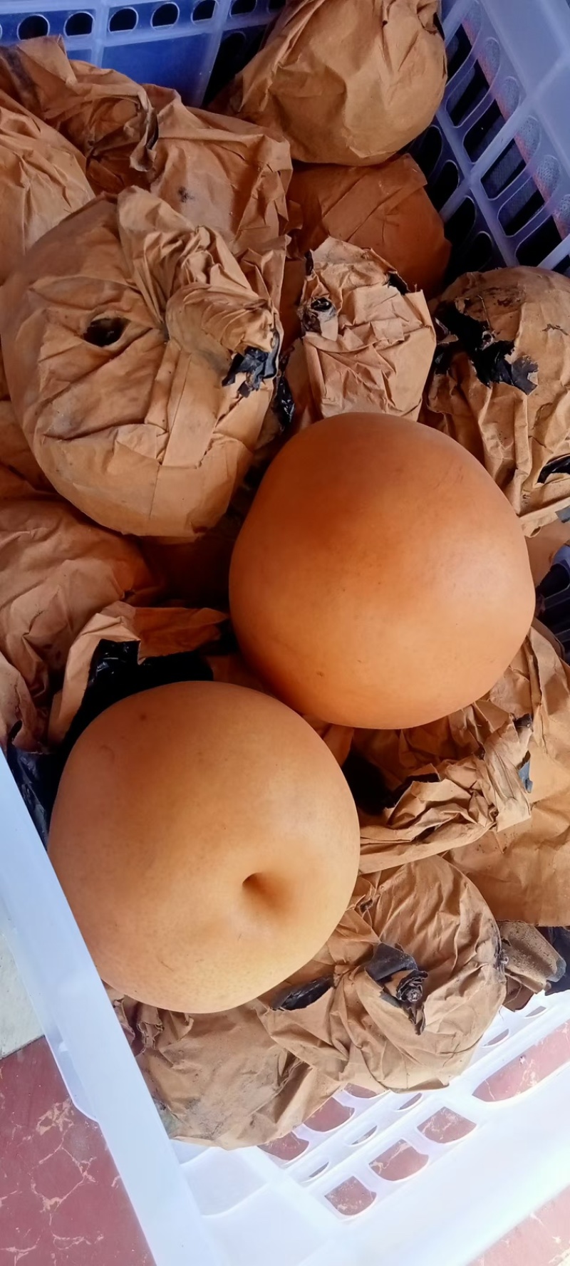 精品晚秋黄梨