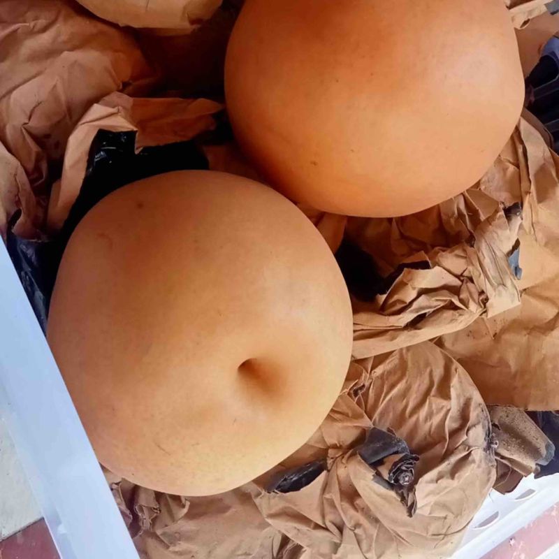 精品晚秋黄梨