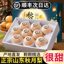 【顺丰包邮】山东秋月梨冰糖纯甜整箱礼盒装梨子新鲜应季包邮