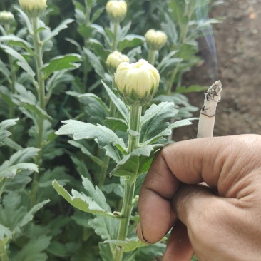 白菊花