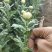 白菊花