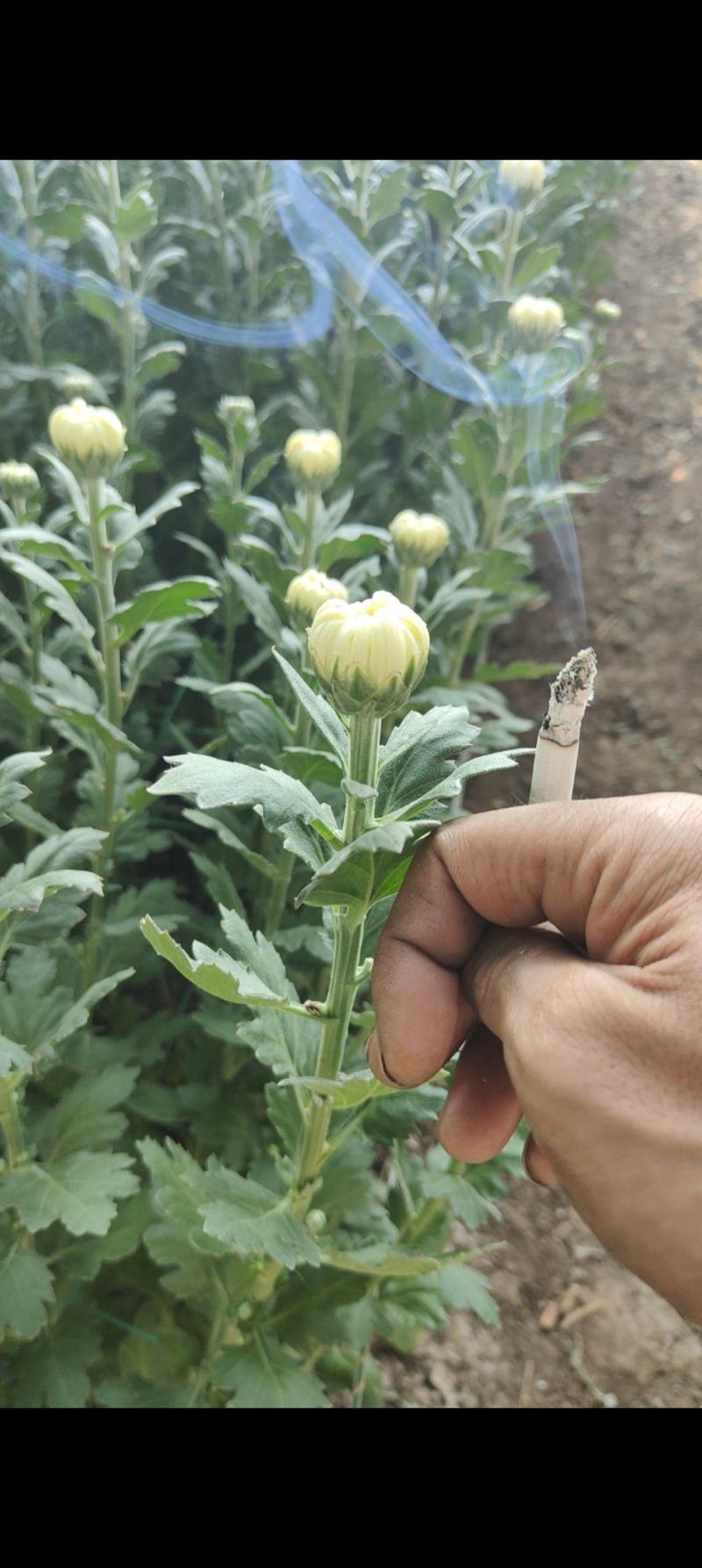 白菊花