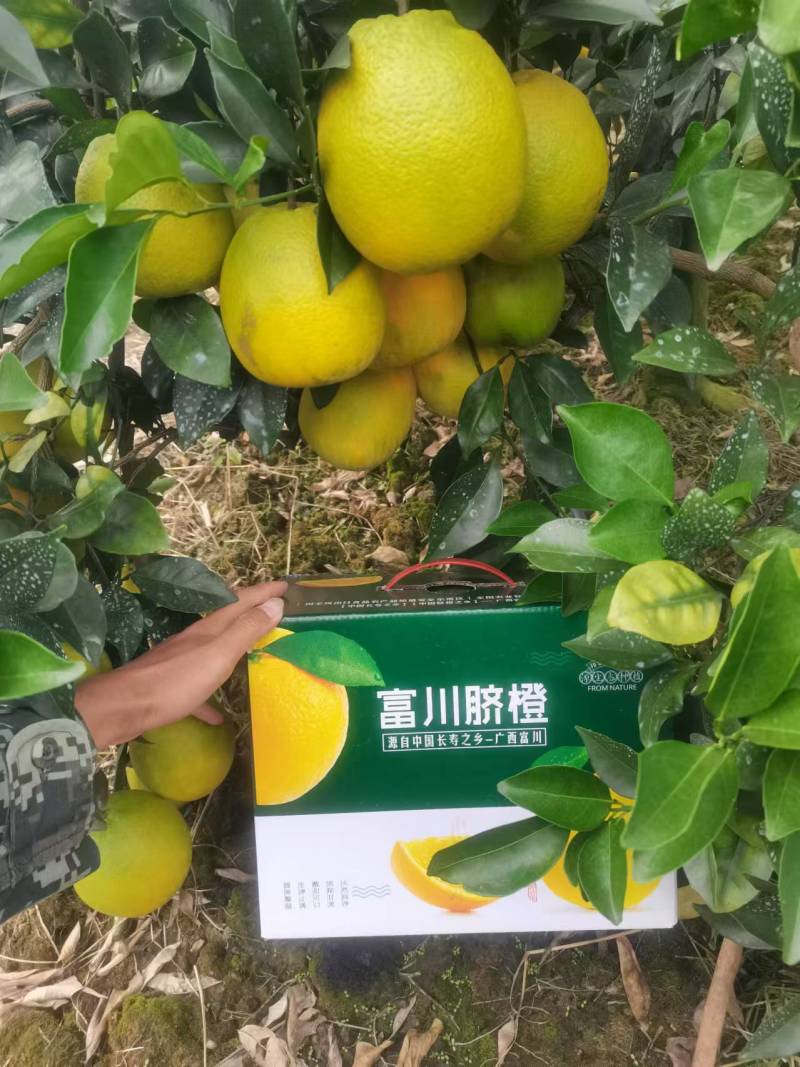 广西富川脐橙大量上市需要的老板联系