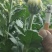 白菊花