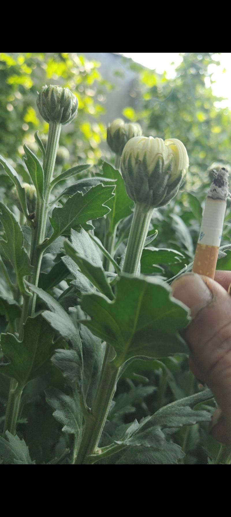 白菊花