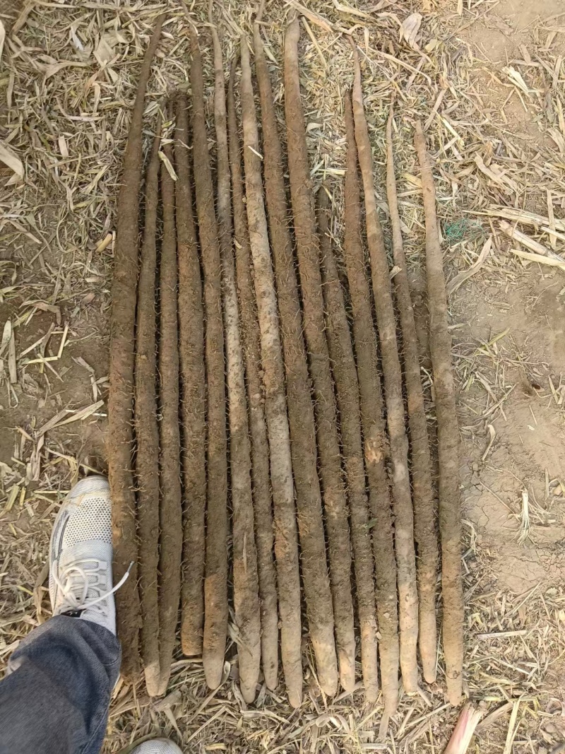 紫玉山药内黄沙土紫玉山药货源稳定代收代发