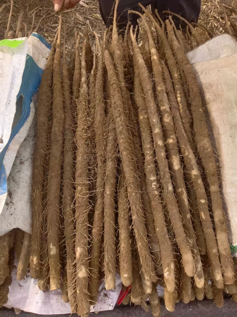 紫玉山药内黄沙土紫玉山药货源稳定代收代发