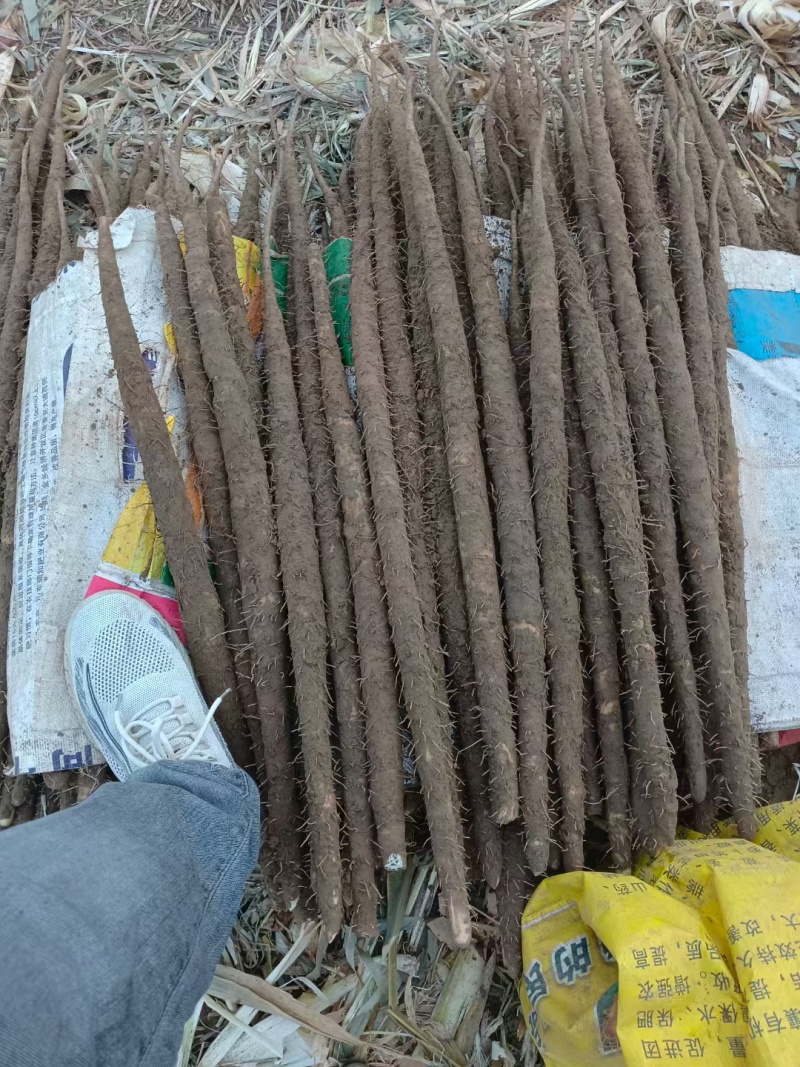 紫玉山药内黄沙土紫玉山药货源稳定代收代发