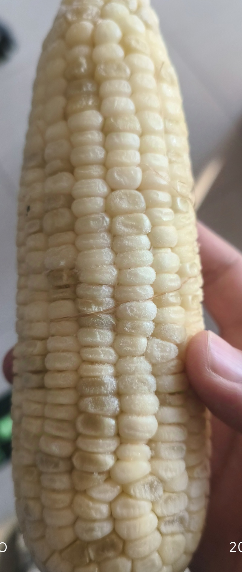 东北特产糯玉米通货/铝箔纸真空包装整车批发
