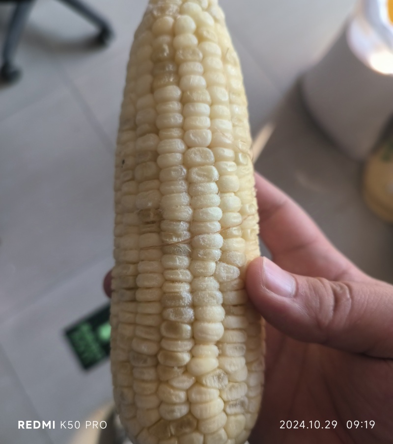 东北特产糯玉米通货/铝箔纸真空包装整车批发