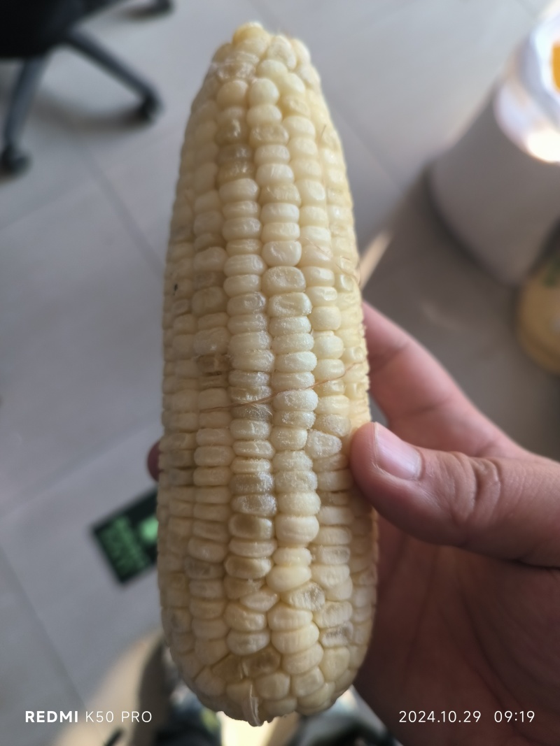 东北特产糯玉米通货/铝箔纸真空包装整车批发