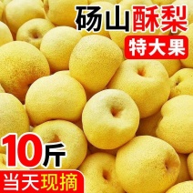 砀山酥梨百年老梨树梨子新鲜黄皮酥梨大果现摘梨子砀山梨产地