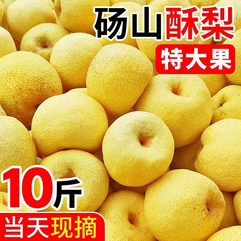 砀山酥梨百年老梨树梨子新鲜黄皮酥梨大果现摘梨子砀山梨产地